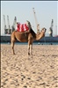 Camel and Cranes - Beachfront - Tangier, Morocco